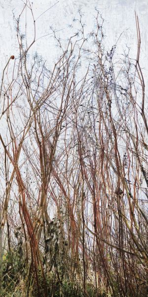 Herbiers, accotements et rizières - photo 17